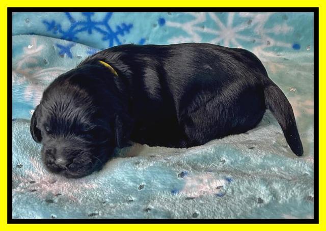 Raven Traveler pups 1 week pics111