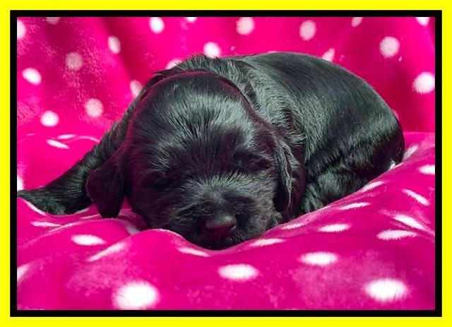 Raven Traveler pups 2 wks old 141