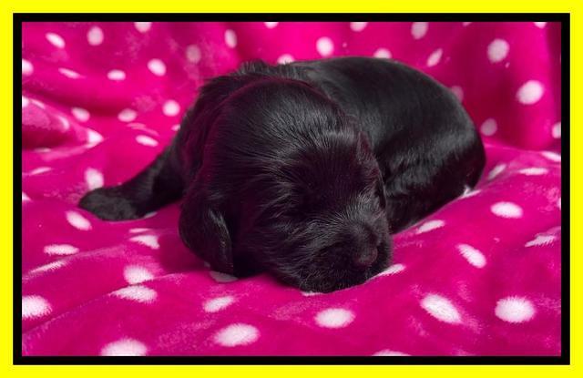 Raven Traveler pups 2 wks old 151