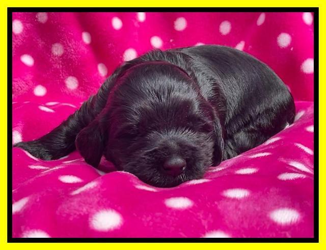 Raven Traveler pups 2 wks old 161