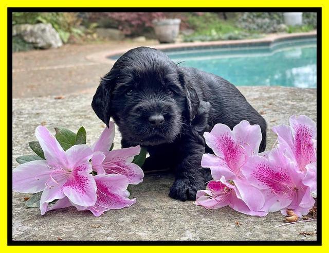 Raven Traveler pups 3 wks old 231