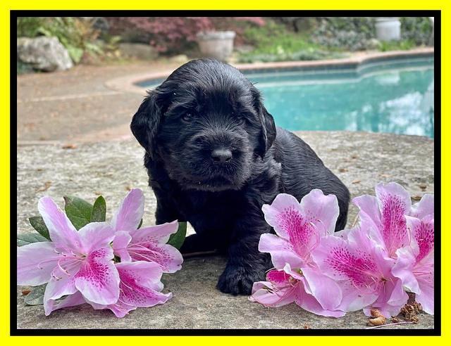 Raven Traveler pups 3 wks old 251