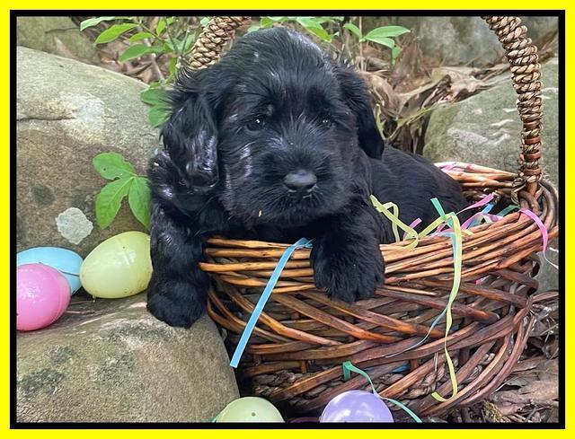 Raven Traveler pups 4 wks old 281