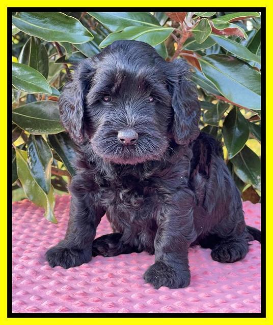 Raven Traveler pups 5 weeks old 261