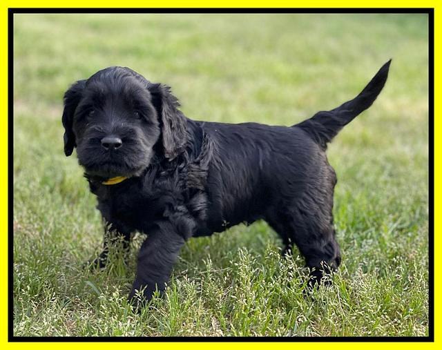 Raven Traveler pups 5 weeks old 271