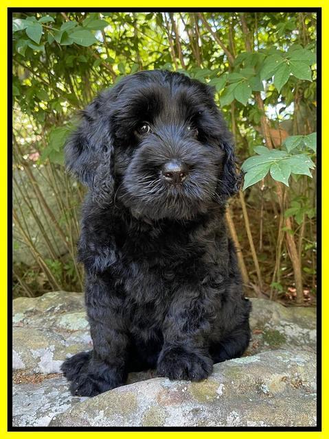 Raven traveler 8 wks old 251