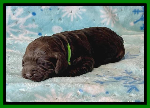 Raven Traveler pups 1 week pics121