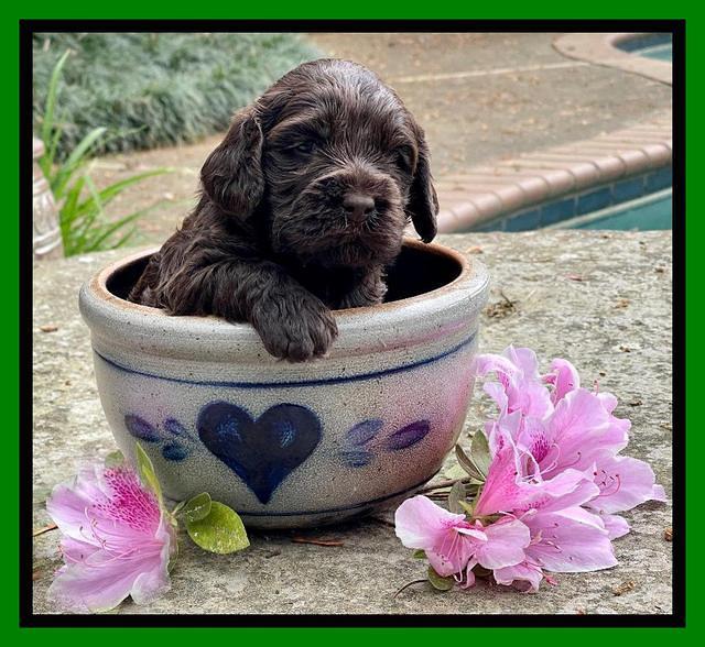 Raven Traveler pups 3 wks old 281