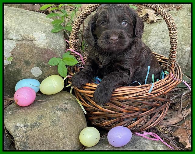 Raven Traveler pups 4 wks old 311