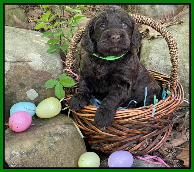 Raven Traveler pups 4 wks old 321