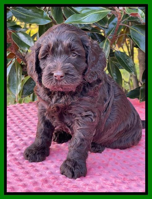 Raven Traveler pups 5 weeks old 311
