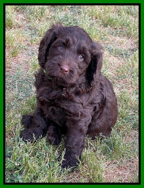 Raven Traveler pups 6 weeks old 291