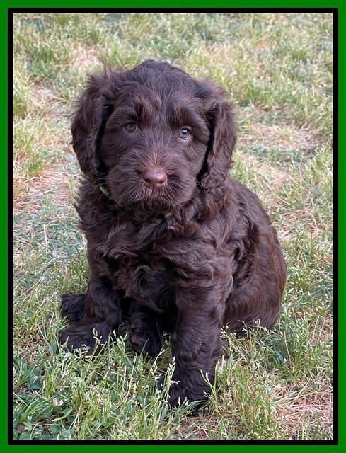 Raven Traveler pups 6 weeks old 331