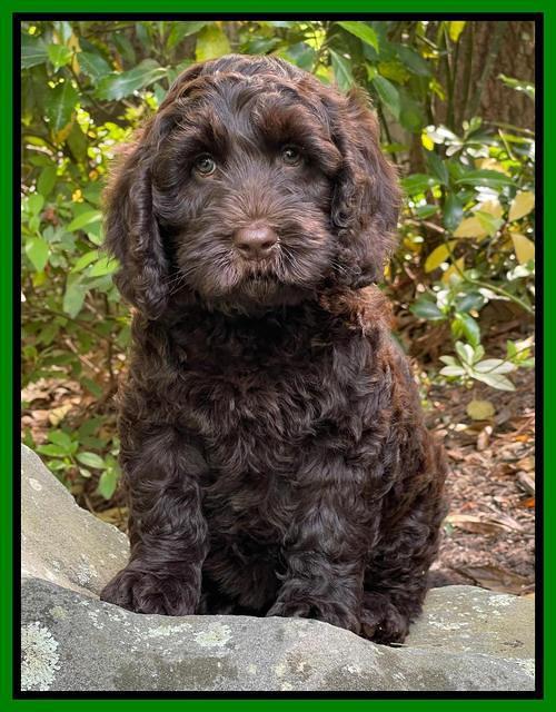 Raven traveler 8 wks old 91