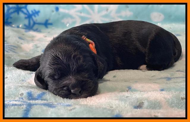 Raven Traveler pups 1 week pics141