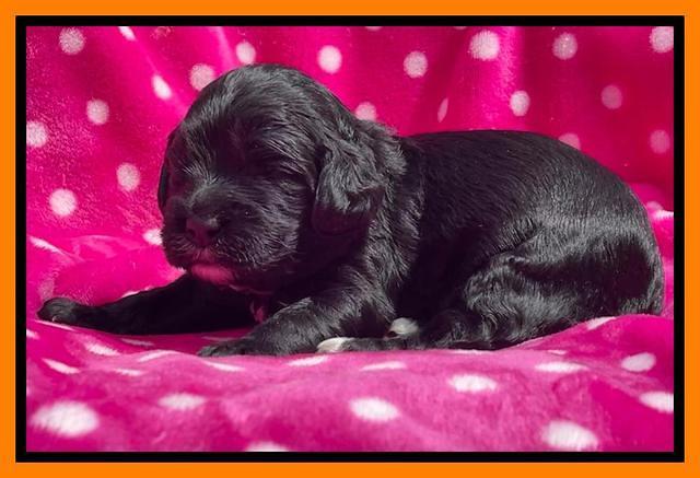 Raven Traveler pups 2 wks old 201
