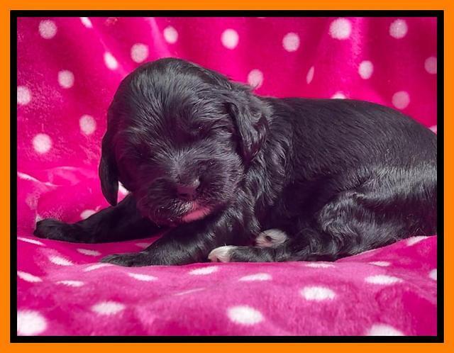 Raven Traveler pups 2 wks old 211