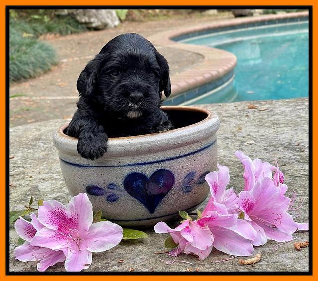 Raven Traveler pups 3 wks old 331