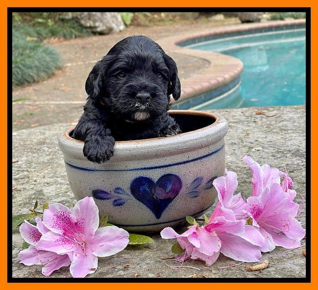 Raven Traveler pups 3 wks old 341