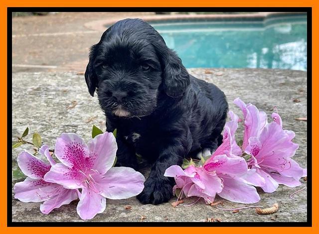 Raven Traveler pups 3 wks old 351