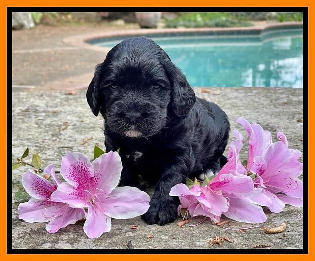 Raven Traveler pups 3 wks old 361