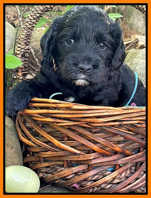Raven Traveler pups 4 wks old 371