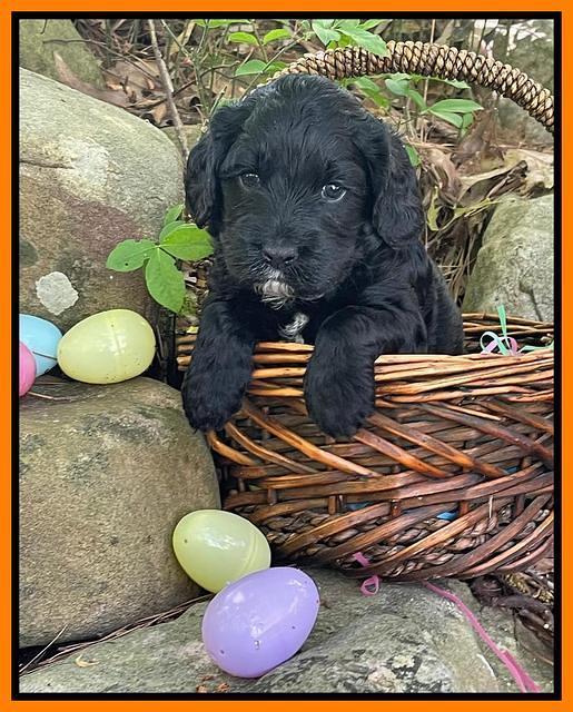 Raven Traveler pups 4 wks old 381