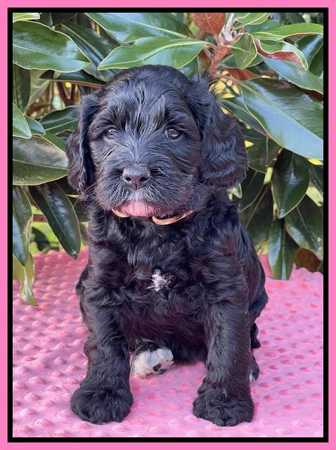 Raven Traveler pups 5 weeks old 331