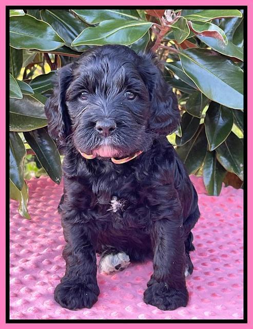 Raven Traveler pups 5 weeks old 341