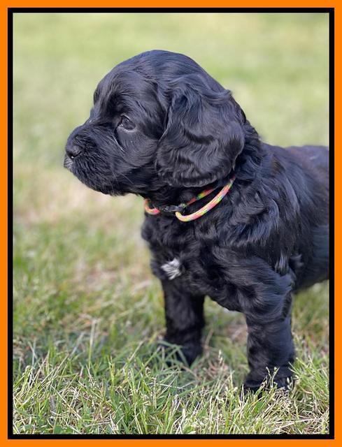 Raven Traveler pups 5 weeks old 361