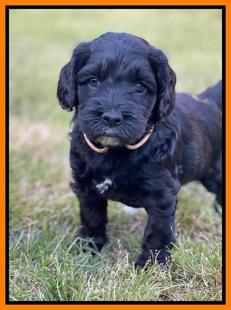 Raven Traveler pups 5 weeks old 371
