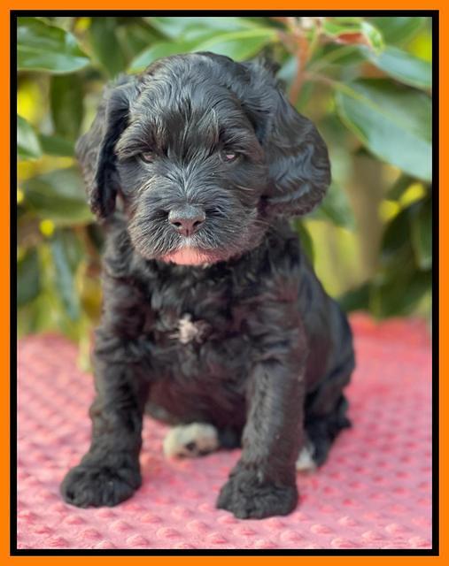 Raven Traveler pups 5 weeks old 381