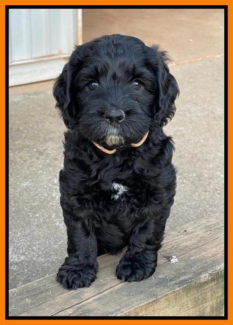 Raven Traveler pups 6 weeks old 371