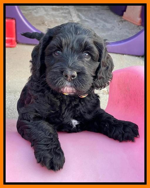 Raven Traveler pups 6 weeks old 381