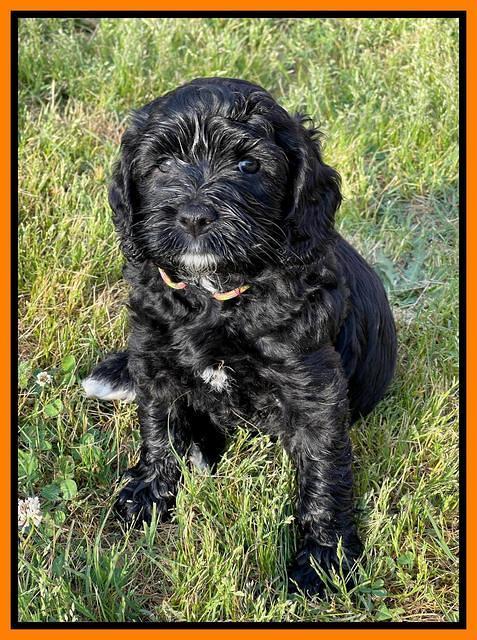 Raven Traveler pups 6 weeks old 391
