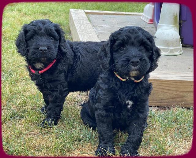 Raven Traveler pups 6 weeks old 81