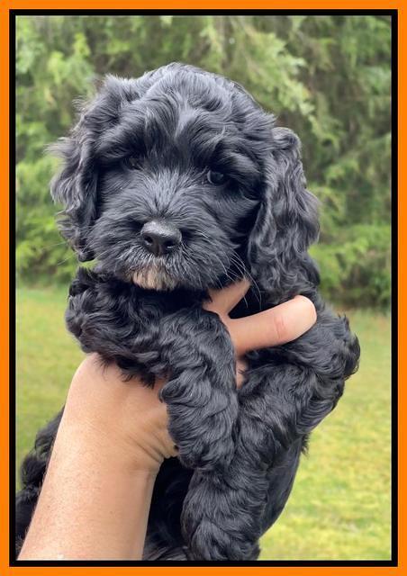 Raven and Traveler 7 wk old 231