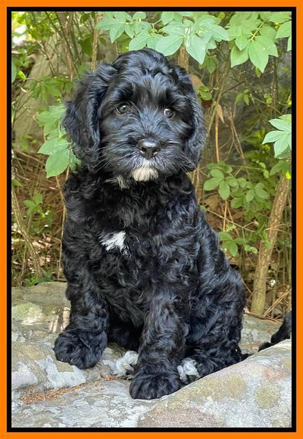 Raven traveler 8 wks old 121