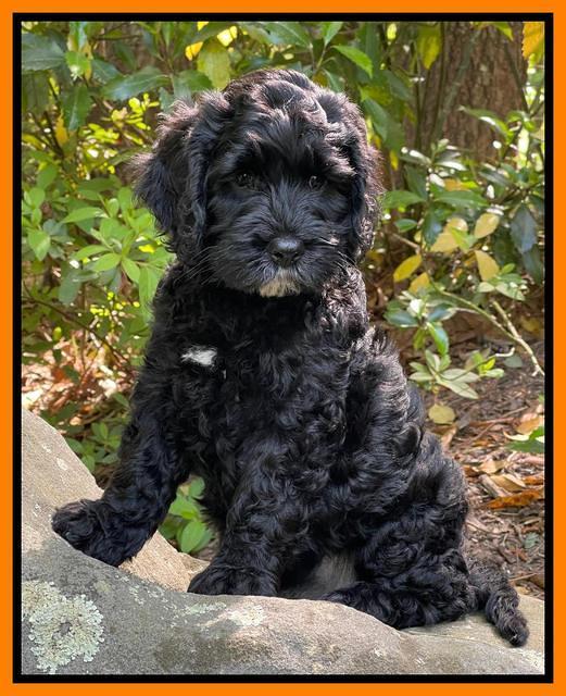 Raven traveler 8 wks old 131