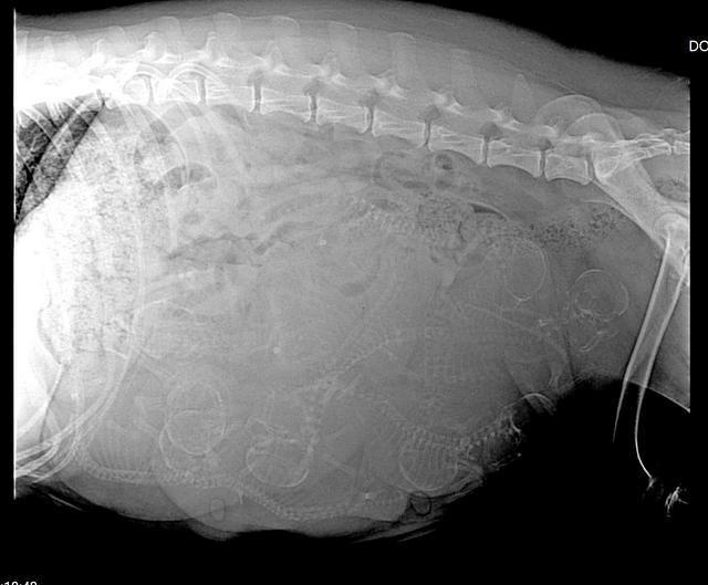 Raven preg 2 with Traveler