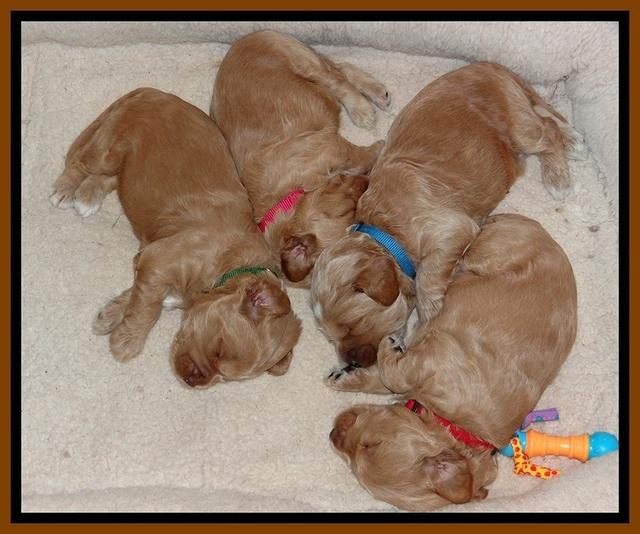 RR pups 2. 5 wks old21