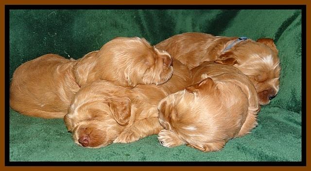 RR pups 2. 5 wks old41