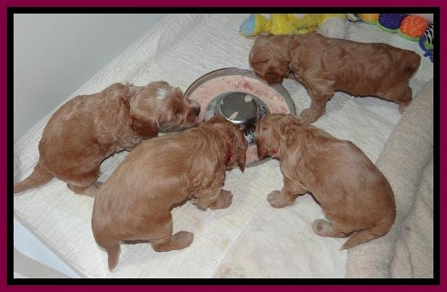 RR pups 4.2 weeks old 11