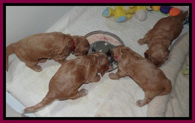 RR pups 4.2 weeks old 21