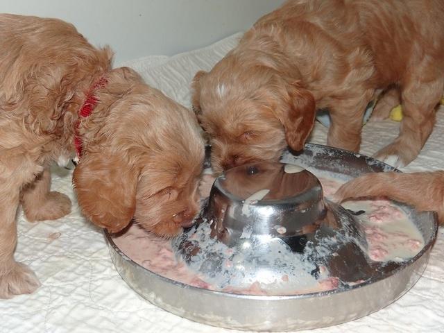 RR pups 4.2 weeks old 31