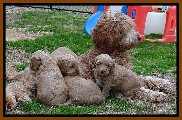 RR pups 4.5 wks old 211