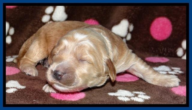 RR pups 1 week old 31