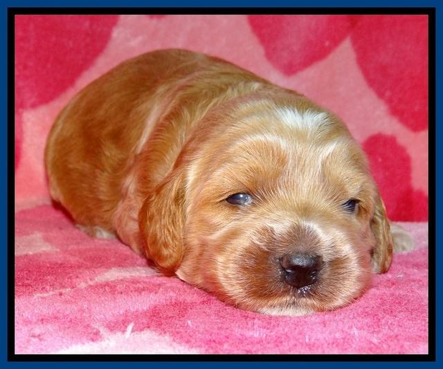 RR pups 2 wks old 11