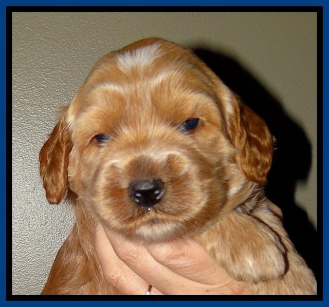 RR pups 2. 8 wks old41