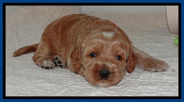 RR pups 2. 8 wks old61